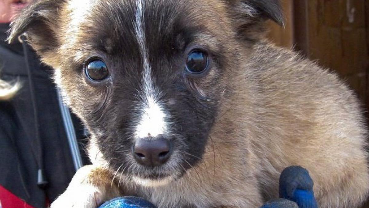 Peste 200 de câini sunt îngropaţi de vii sub zăpadă la adăpostul Glina