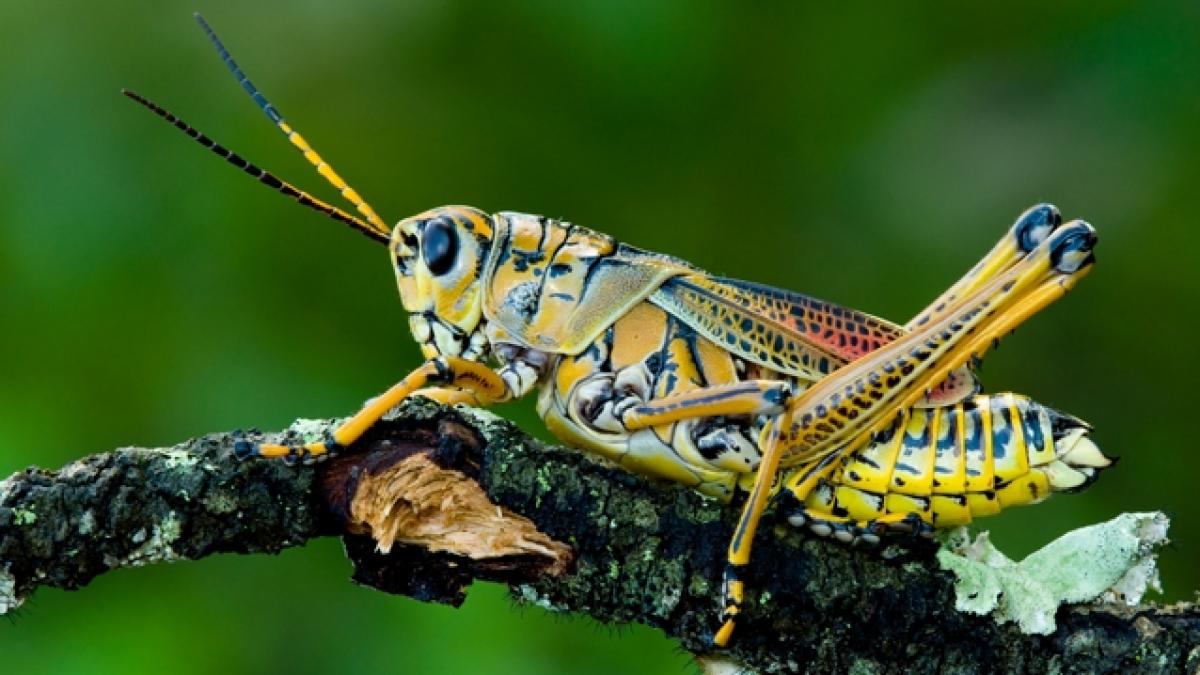 Ascultă cântecul vechi de 165 milioane de ani al unui greier din Jurasic (VIDEO)