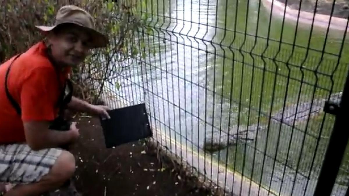 "Jos nea Tiranu"! Mic protest de concediu la crocodili (VIDEO)