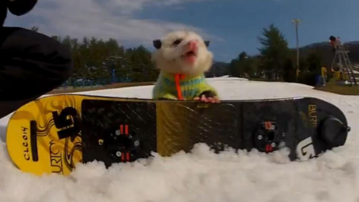 Ratatouille se dă cu placa. Vezi filmuleţul cu cel mai bun snowboarder opusum care a fost văzut în câteva zile de mii de persoane
