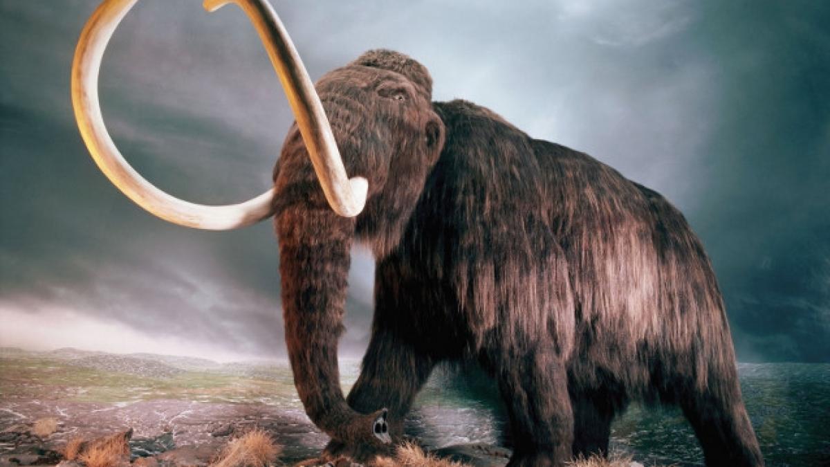 Acord între Coreea de Sud şi Rusia pentru clonarea unui mamut