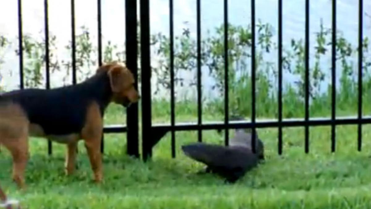 VIDEO: Câinele şi vidra se joacă împreună