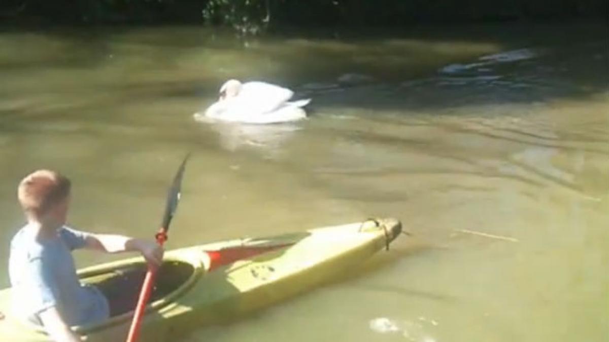 VIDEO: O lebădă sperie englezii. Tyson atacă pe oricine se apropie de teritoriul ei