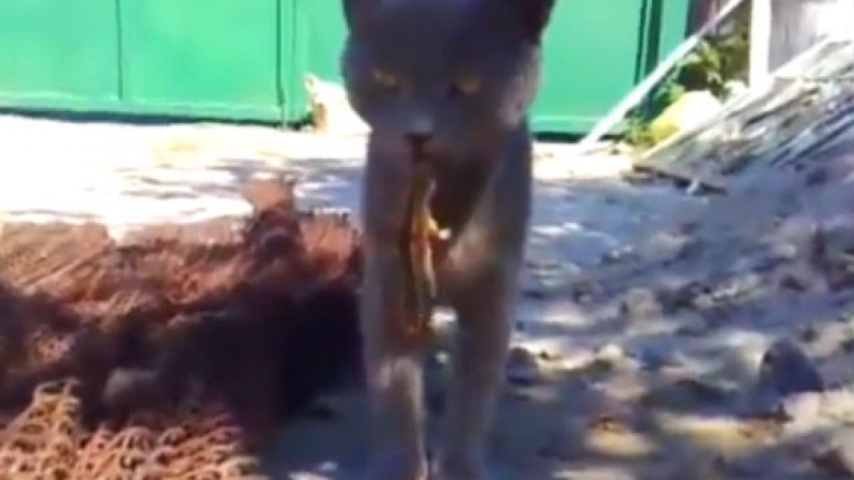 VIDEO AMUZANT: O şopârlă a muşcat o pisică