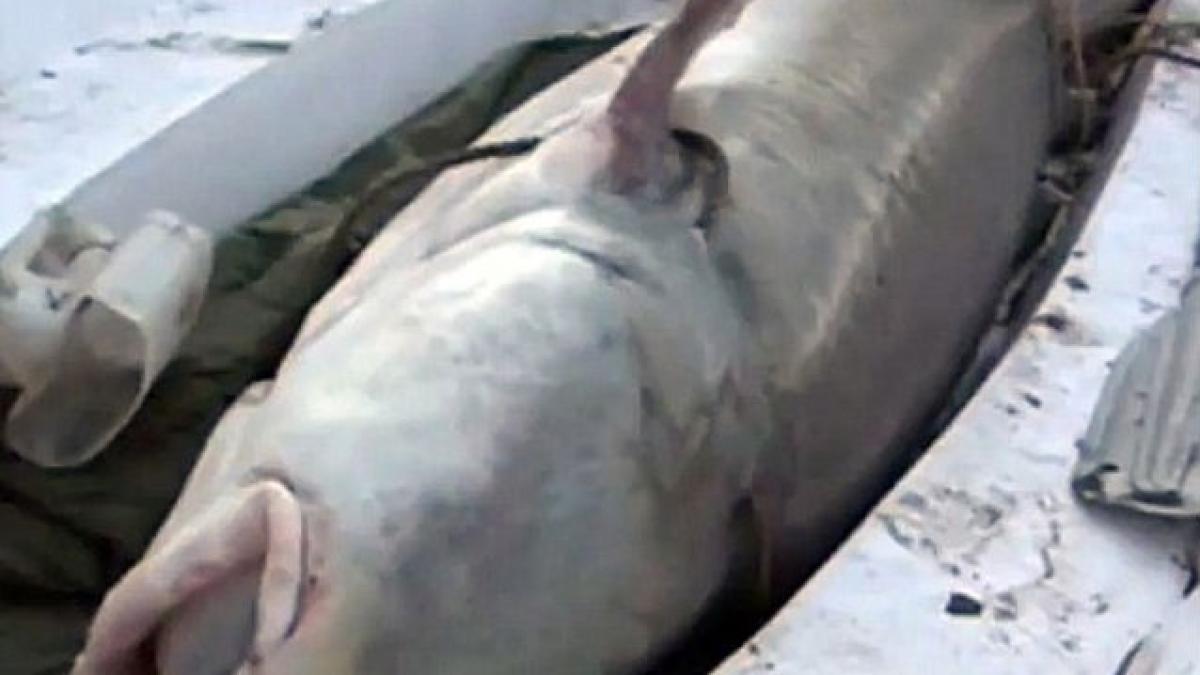 Monstrul din râu. Vezi cea mai mare captură pescărească din China. Şi nu e minciună...(VIDEO)