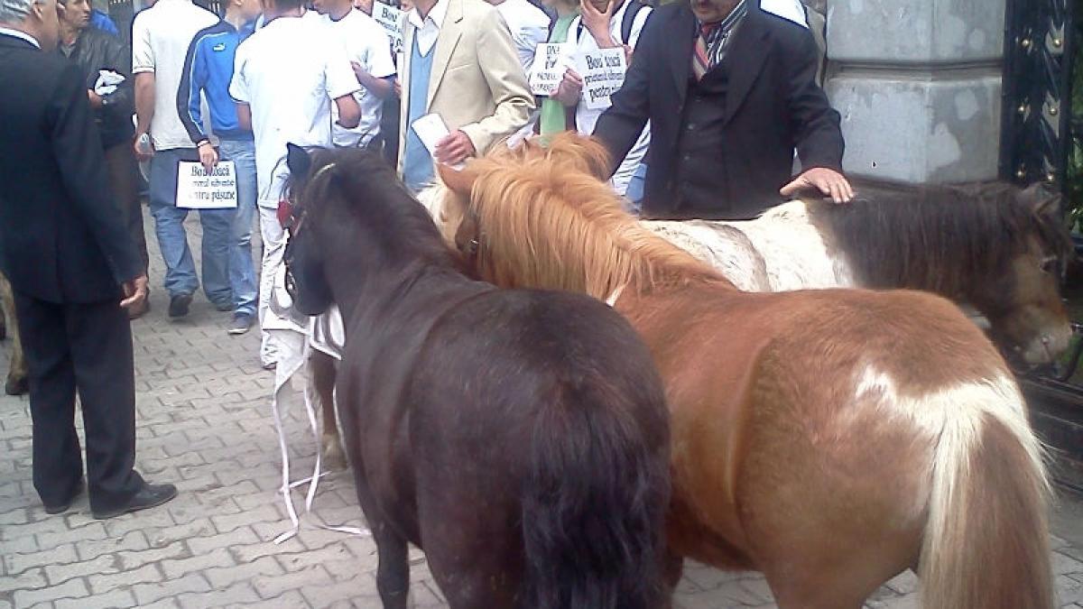 Vaca flămândă a mugit la Bucureşti