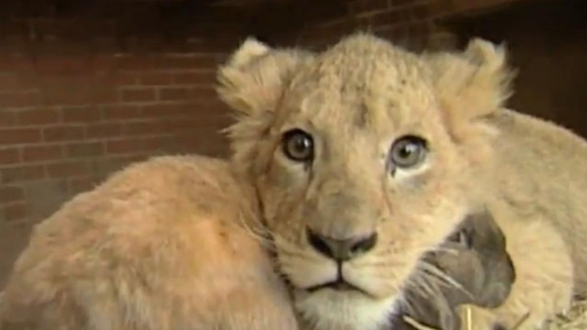 VIDEO: Viaţa bate animaţia. Un leu, un câine şi un iepure se joacă împreună şi au devenit prieteni