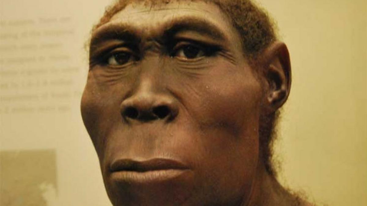 Homo erectus nu a fost singur. Strămoşul nostru a trăit împreună cu alte două speci umane