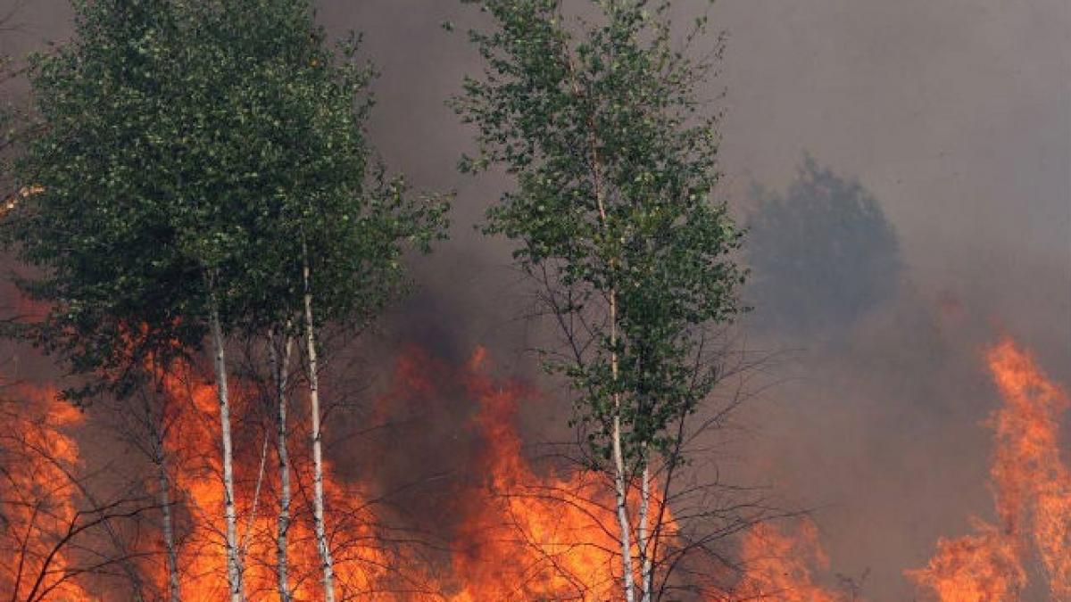 Bistriţa: Patru hectare de pădure din Munţii Călimani, cuprinse de un incendiu
