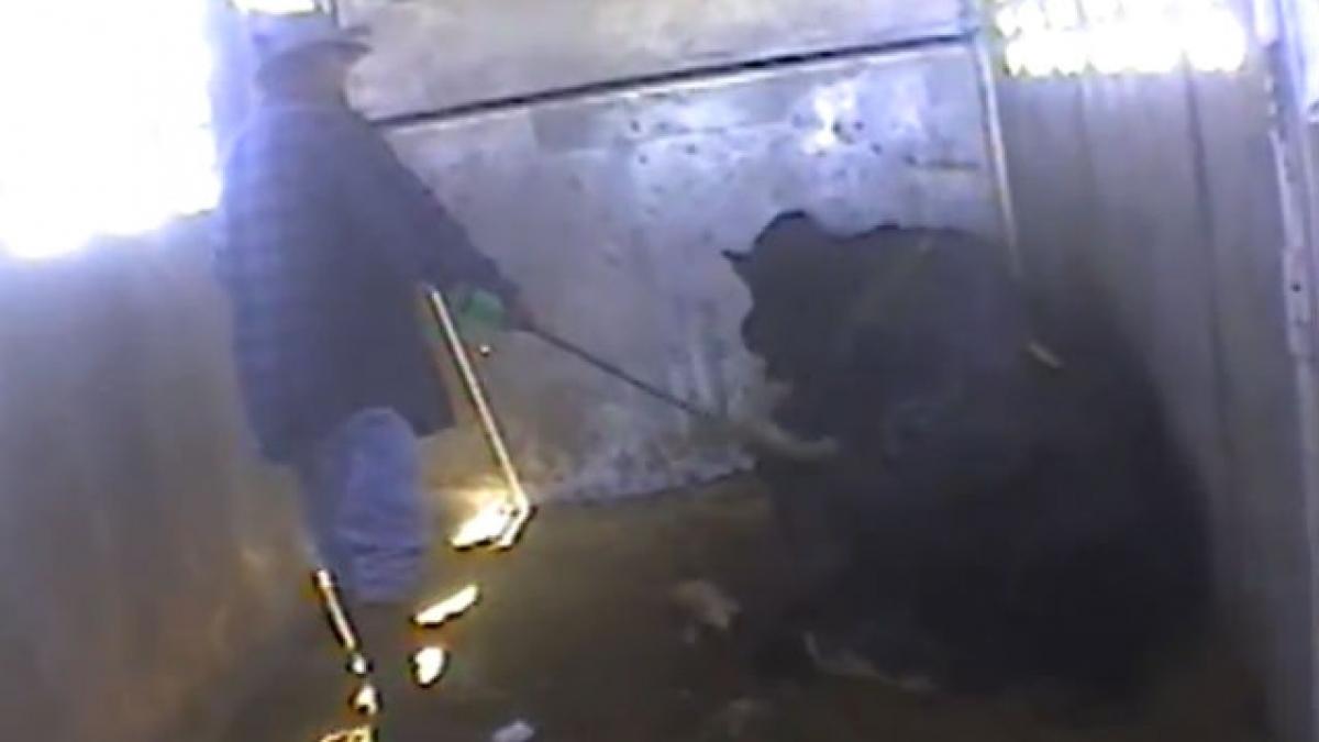 IMAGINI CU CAMERA ASCUNSĂ: Americanii măcelăresc fără milă animalele pentru burgeri