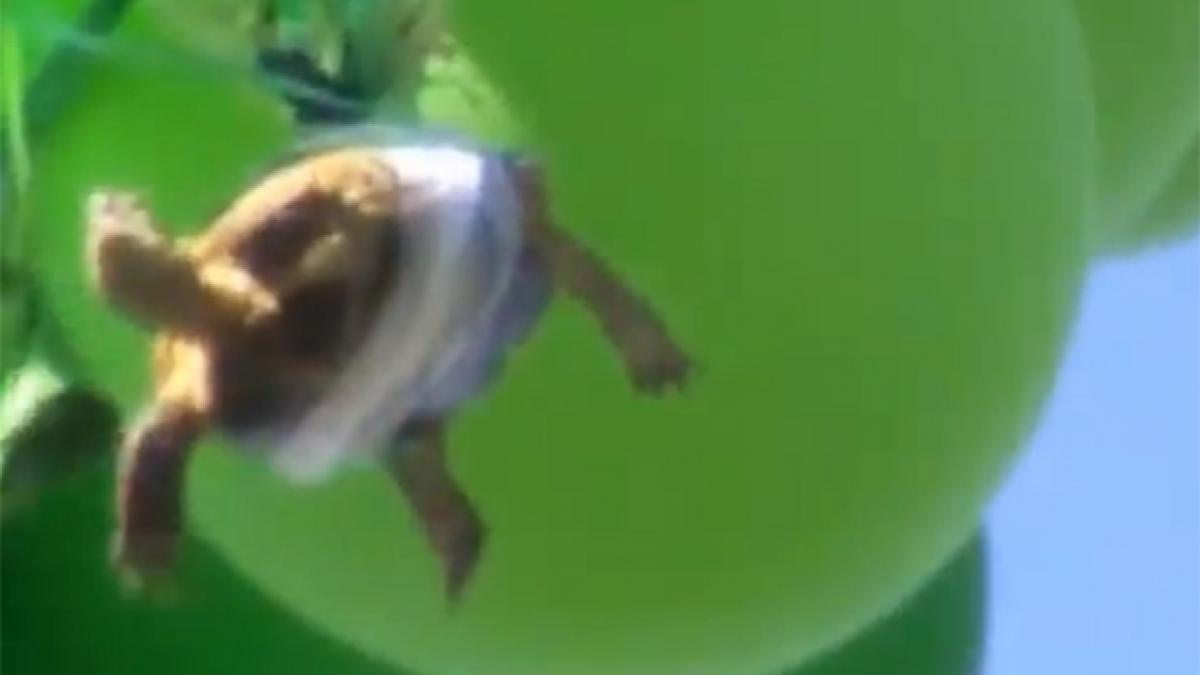 Vezi în ce condiţii poate o ţestoasă să zboare (VIDEO)