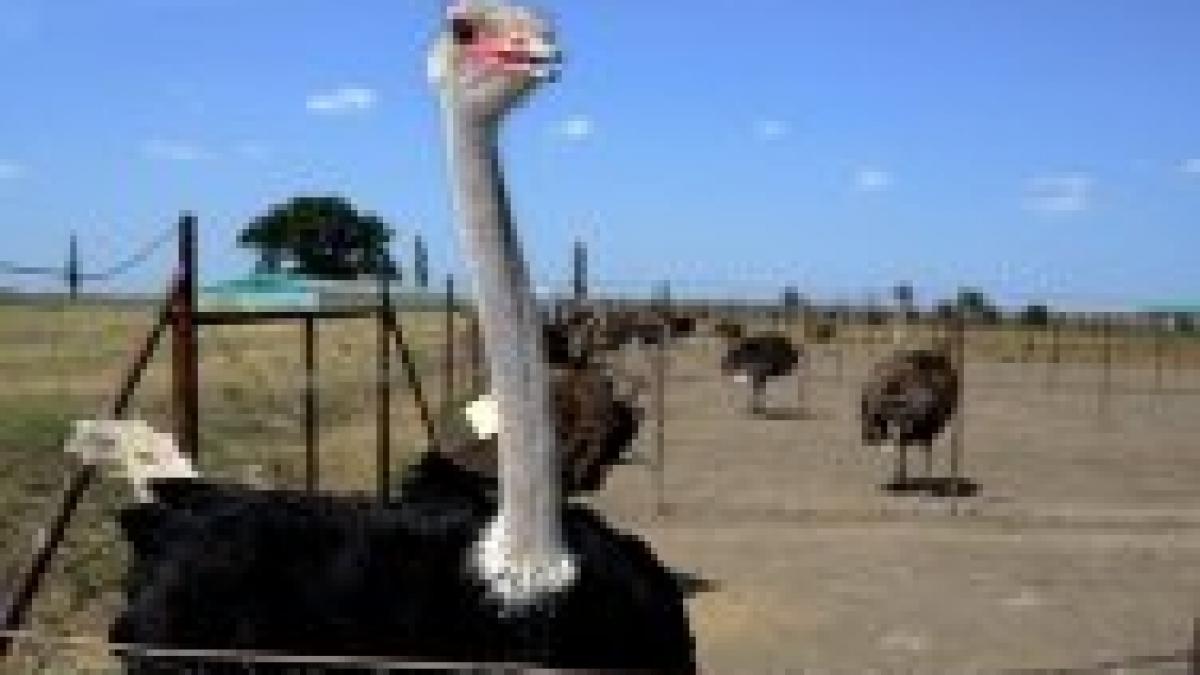Ce au în comun struţii şi eolienele