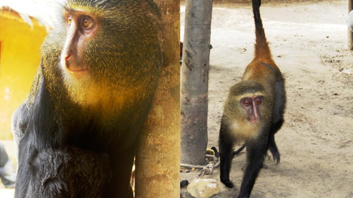 A fost descoperită o nouă specie de maimuţă