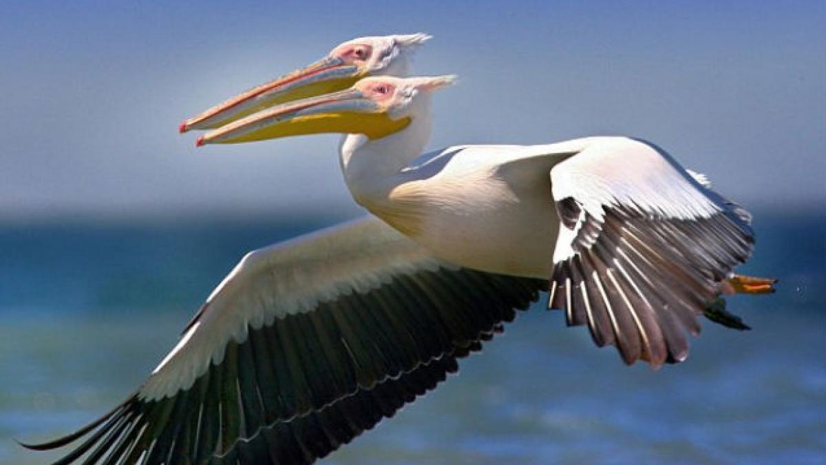 Un pelican cu două capete, în Delta Dunării