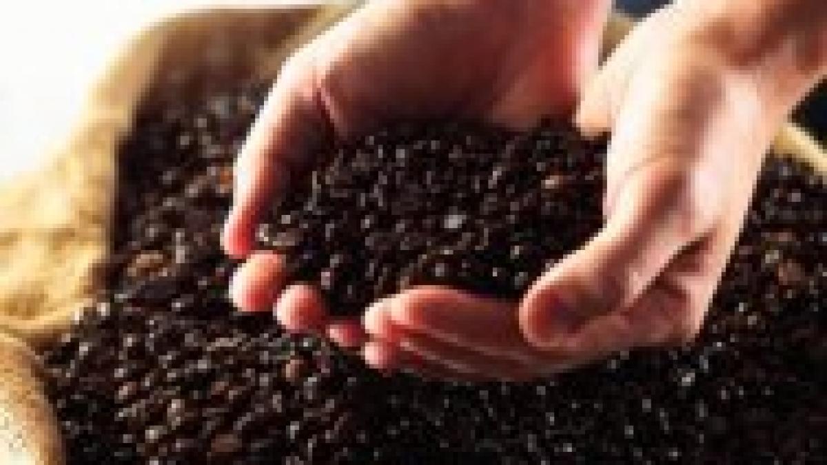 Viitorul, citit într-o ceaşcă de cafea gourmet