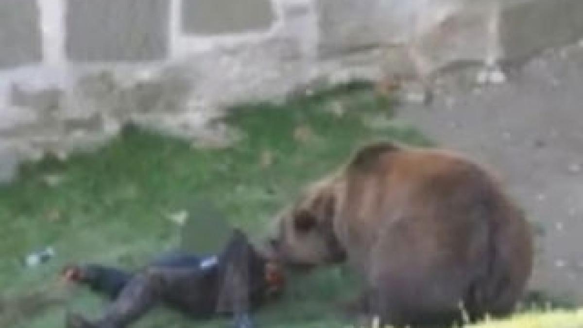 Ursul care a rănit un vânător argeşean era turbat