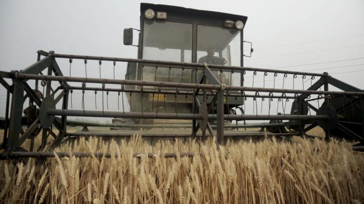 RUSIA: Graul, noua moneda forte pe piata materiilor prime