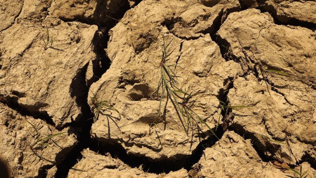 Seceta va afecta regiunile agricole şi în perioada următoare