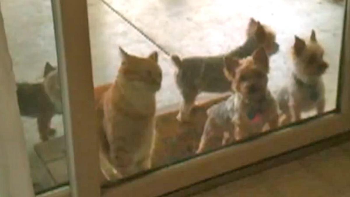 vezi cat de descurcaret poate fii un motan