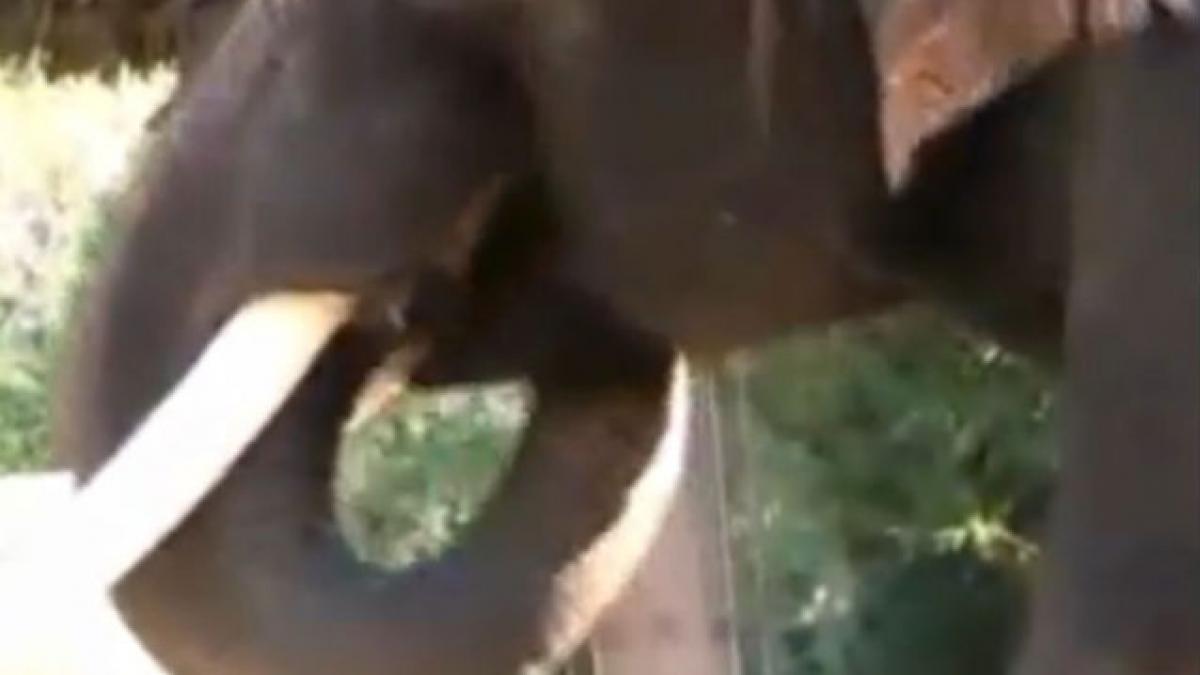 un elefant care poate rosti cinci cuvinte in coreana studiat de oamenii de tiin a