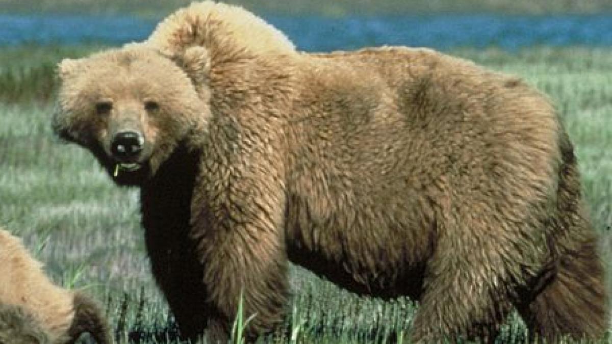 Ursul lovește și în Montana: un tânăr de 24 de ani a fost rupt în bucăți de doi grizzly
