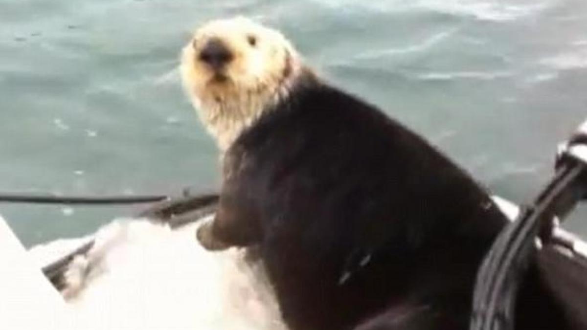 SFÂŞIETOR: Momentul în care o vidră sare în barcă pentru a scăpa de balena ucigaşă, dar realizează că şi-a lăsat puiul în mare (VIDEO)