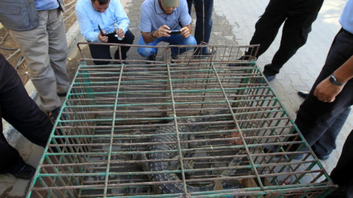 crocodil canalizare fasia gaza