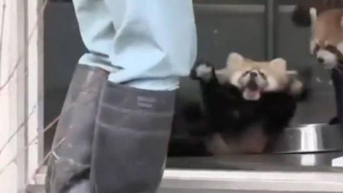 (VIDEO) CAZI PE SPATE!!! Dacă nu știi cum, te învață acest pui de urs panda...