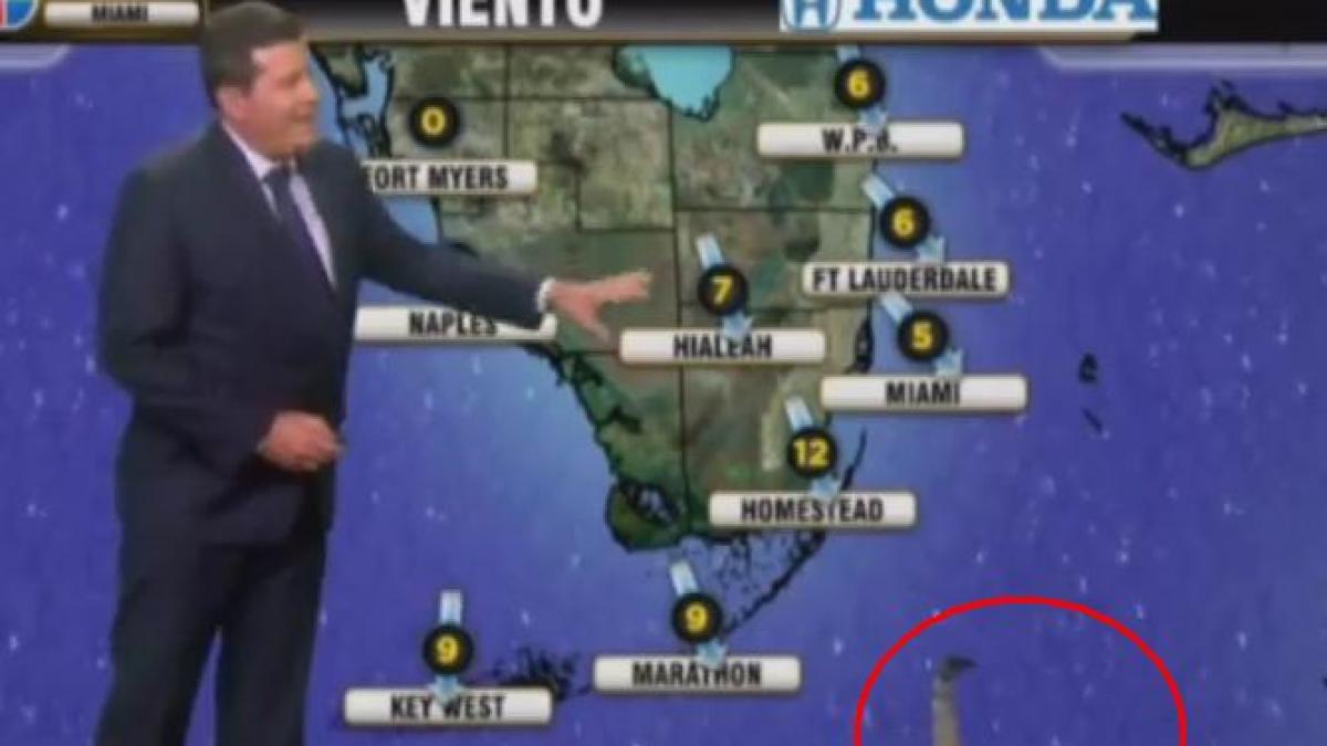 Moment amuzant, în direct la TV, la rubrica meteo: Ce face o pisică în timp ce prezentatorul vorbeşte despre vreme (VIDEO)