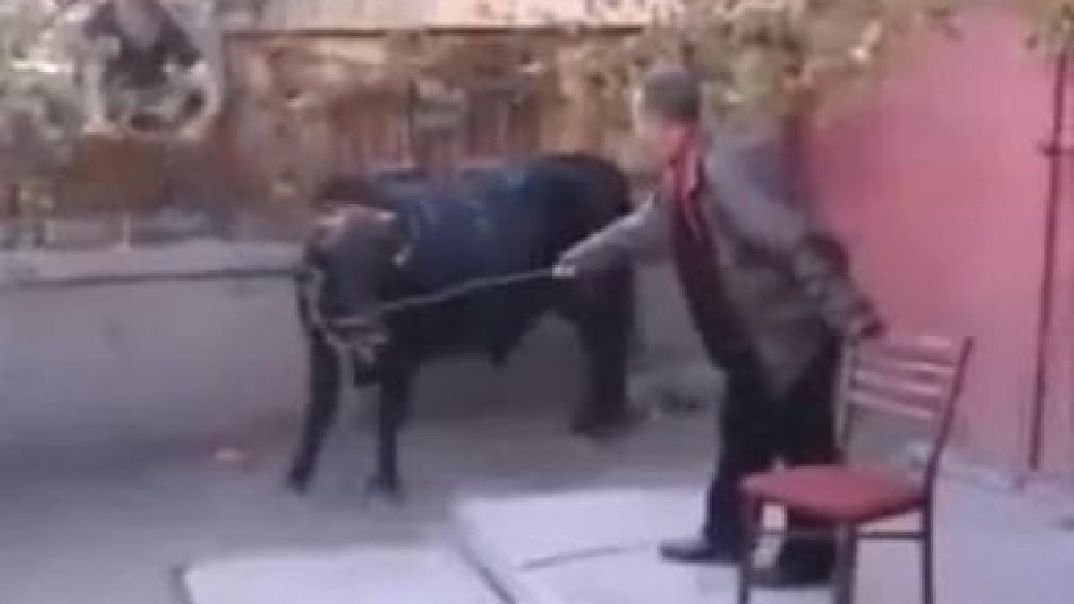 Taurul care urăşte beţivii (VIDEO)