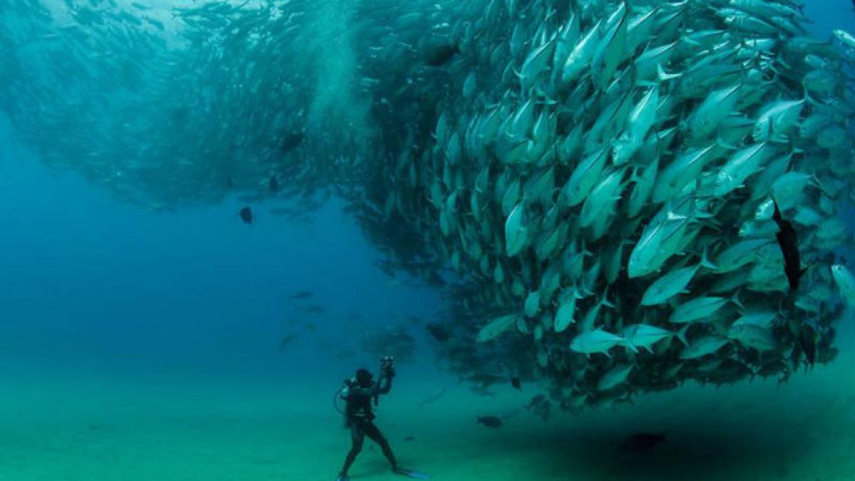 Fenomen INCREDIBIL în Mexic: "Tornada de peşti", filmată în timpul unui ritual de împerechere (VIDEO)