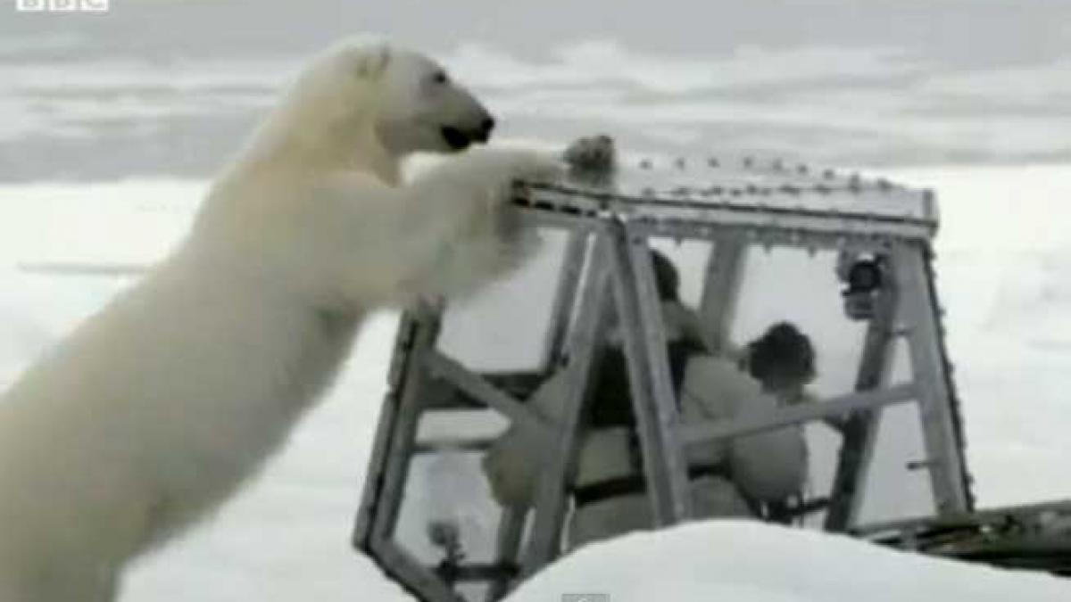 Jurnalist BBC, atacat de un urs polar în timpul filmărilor (VIDEO)