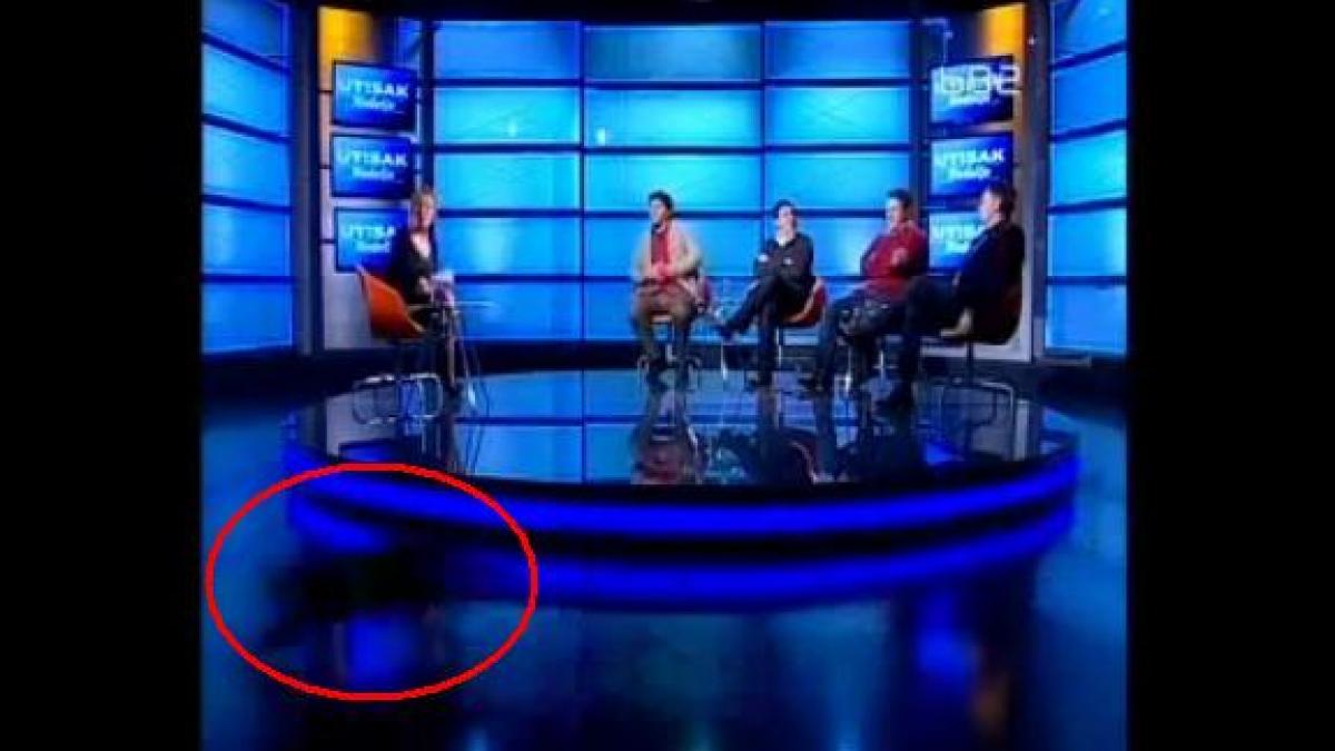 Apariţie pisicească LIVE, la TV: O mâţă neagră o zbugheşte prin studio, în timpul unei dezbateri politice (VIDEO)