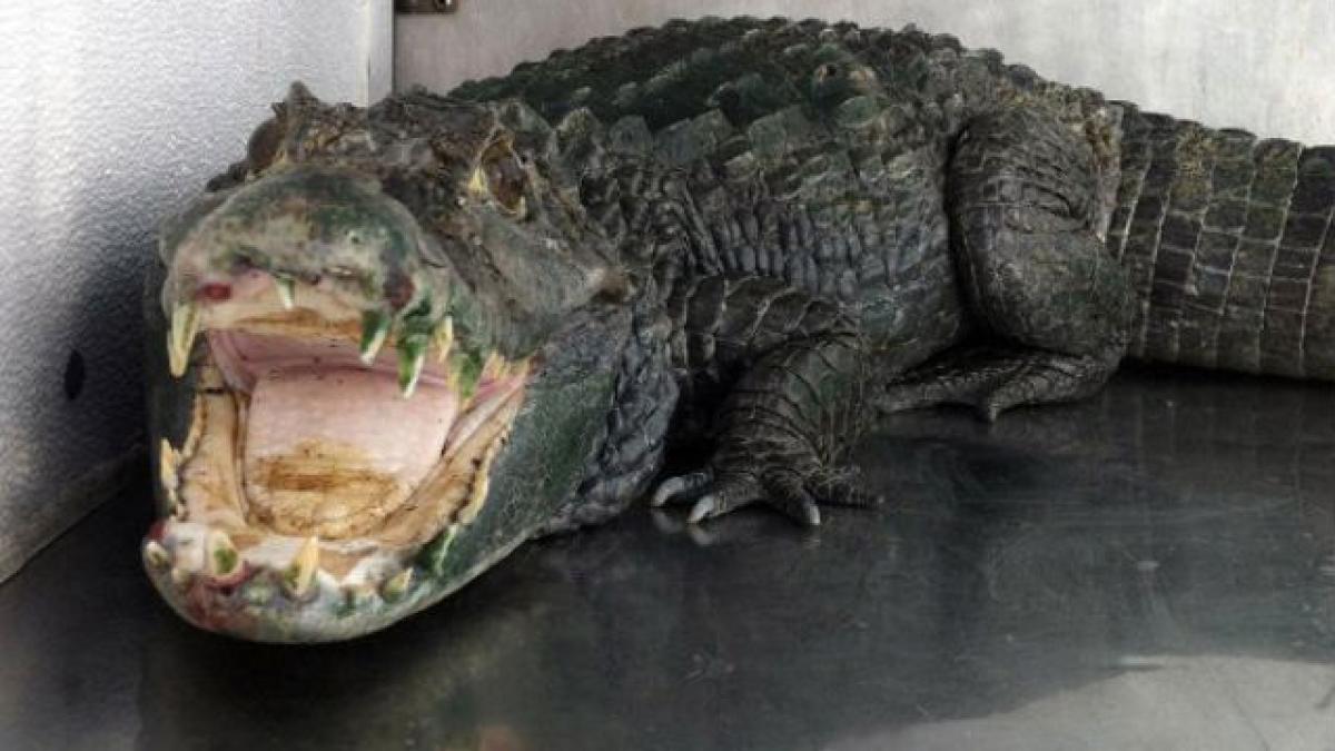 CROCODIL DE PAZĂ! Fusese antrenat să muşte poliţişti