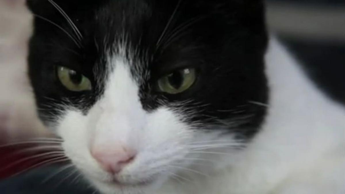 (VIDEO) Pisică sau leoaică? Felina al cărei tors depăşeşte 100 de decibeli