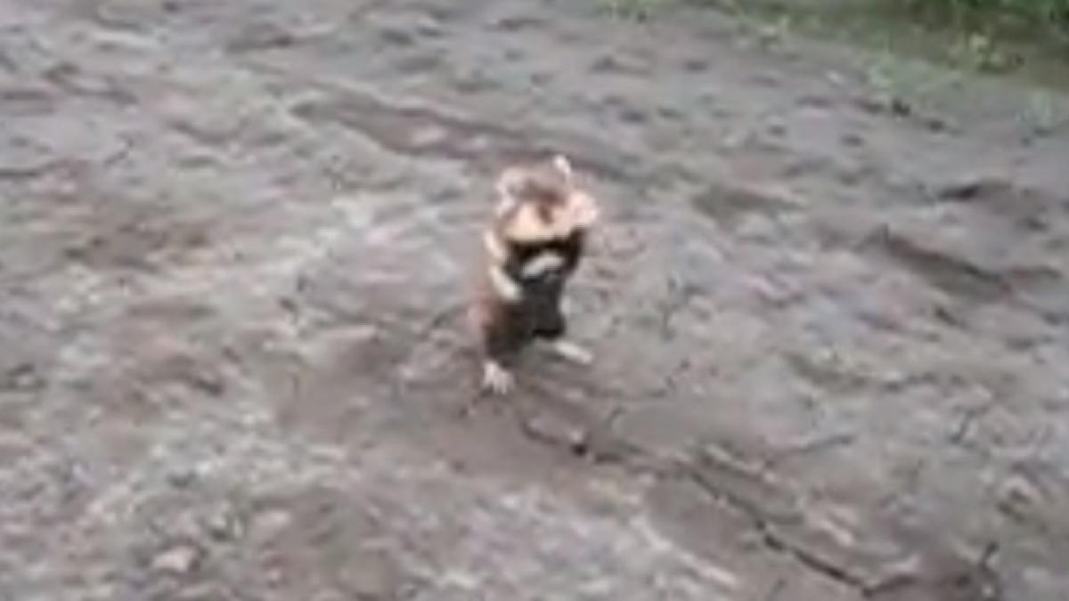 cel mai fioros hamster traieste in rusia