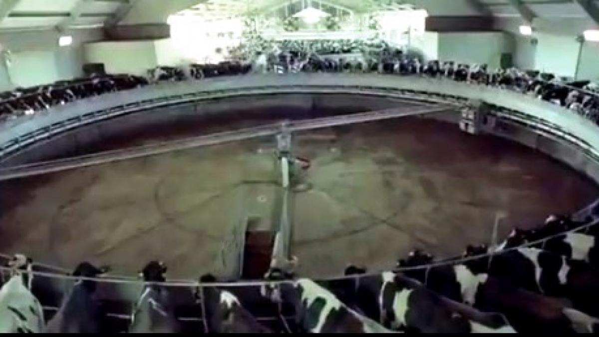 (VIDEO) Documentar TULBURĂTOR. Prin ce trec animalele înainte să ne ajungă în farfurie