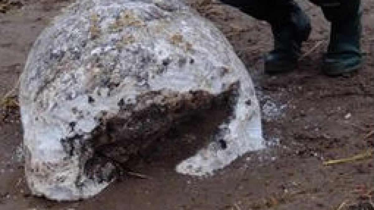 Bucăţi de slănină din al Doilea Război Mondial, eşuate pe ţărmul Scoţiei