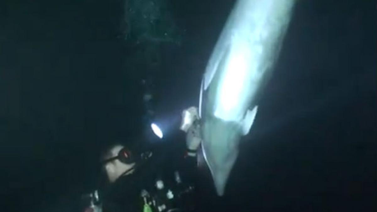 cum a salvat un scafandru un delfin mi a fost frica sa nu l ranesc dar am reusit video