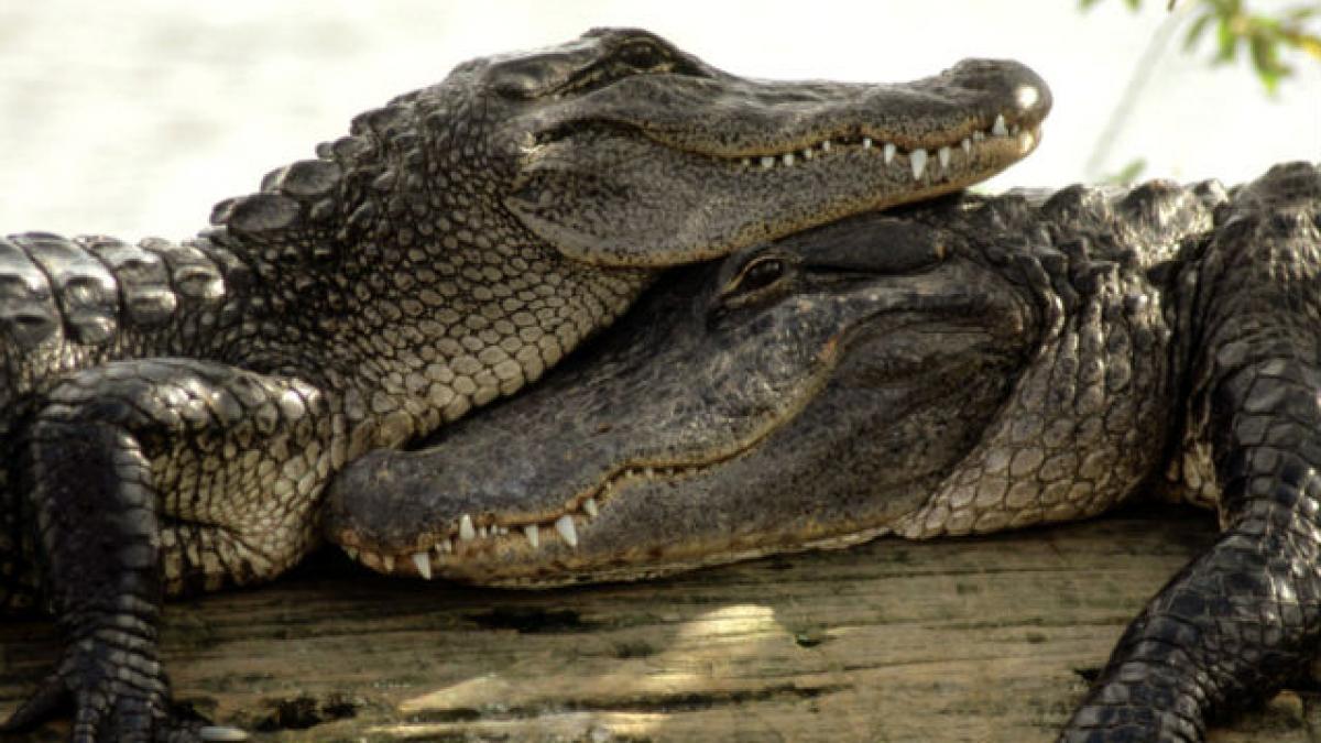 15.000 de crocodili au evadat de la o fermă din Africa de Sud