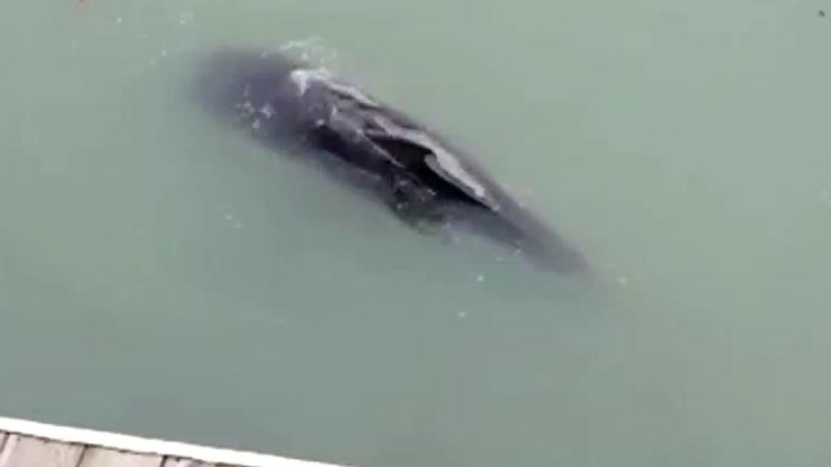 delfin mort canal new york
