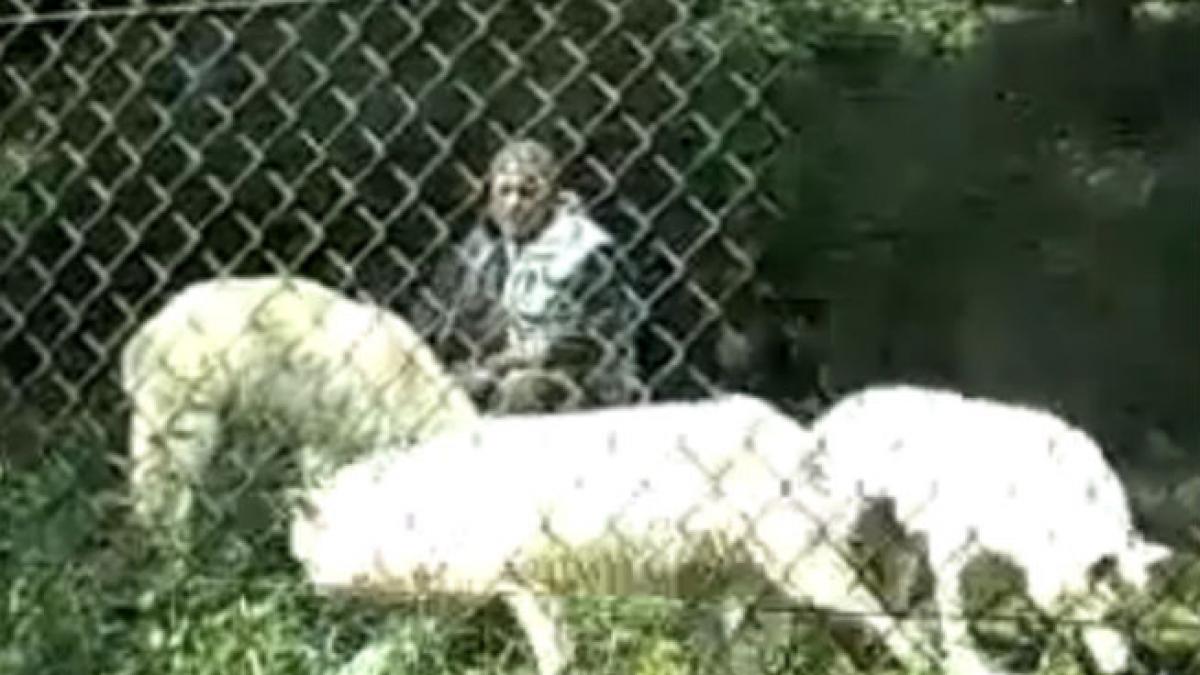 VIDEO, FOTO: "Omul-lup" există. Povestea bărbatului care, de 40 de ani, trăieşte împreună cu 29 de lupi