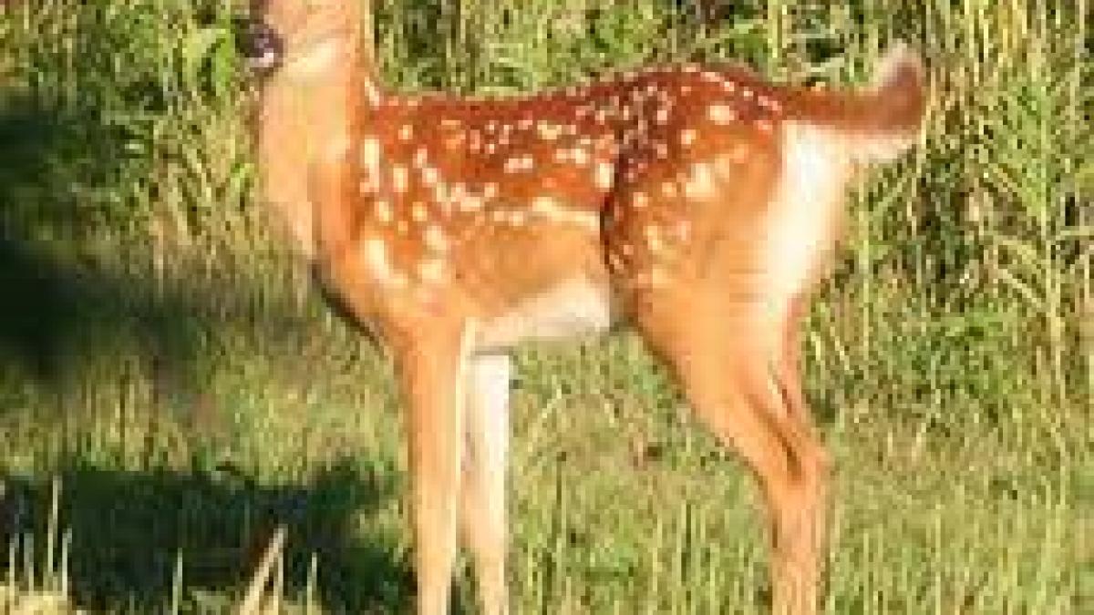 Când o faptă bună se pedepsește: au salvat un pui de căprioară și s-au ales cu o amendă