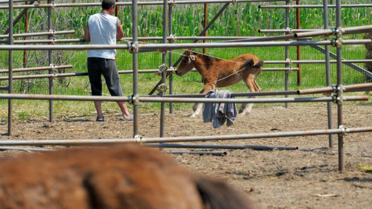 Carne de cal din România, descoperită în lasagna comercializată în Marea Britanie