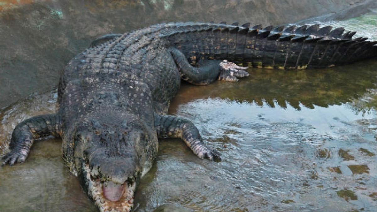 Cel mai lung crocodil din lume a murit de...DIAREE