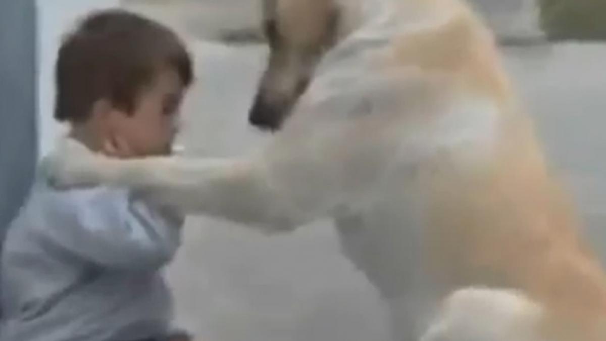 o poveste de dragoste cum iubeste un caine un copil