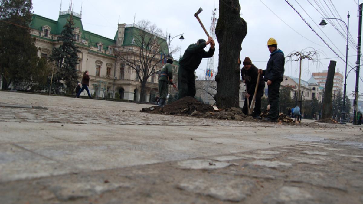  Tei iubesc, măreaţă vatră! Oraşul Iaşi şi-a “înmormântat” creştineşte teii de pe bulevardul Ştefan cel Mare