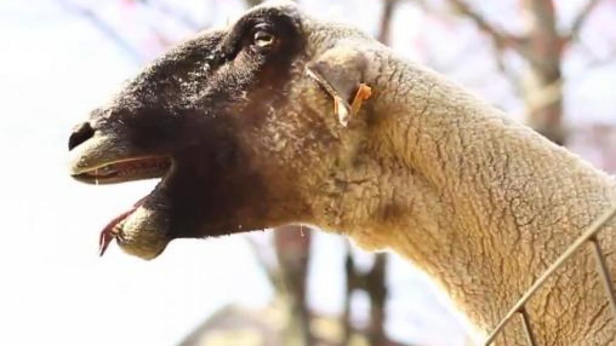 Râzi pe săturate. Animalul care ţipă ca un om (VIDEO)