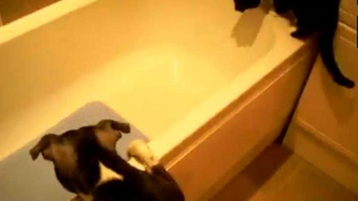 Râzi pe săturate. Ce-i face un câine şmecher unei pisici curajoase (VIDEO)