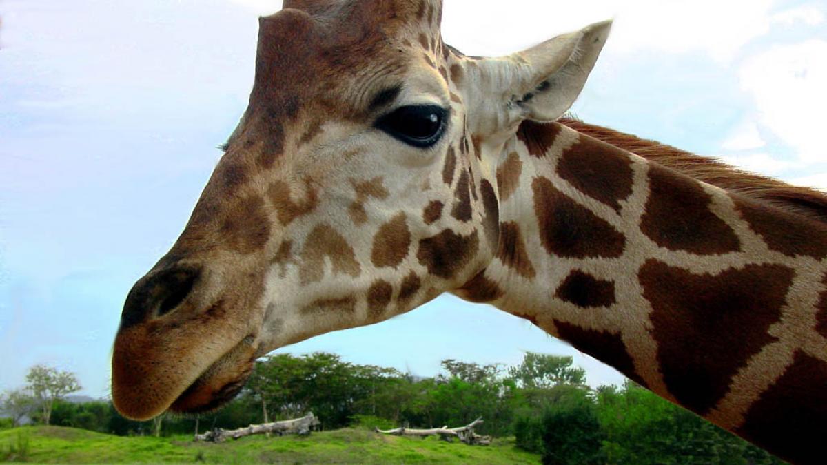 Mănânci şi plângi: A început scandalul cărnii de girafă